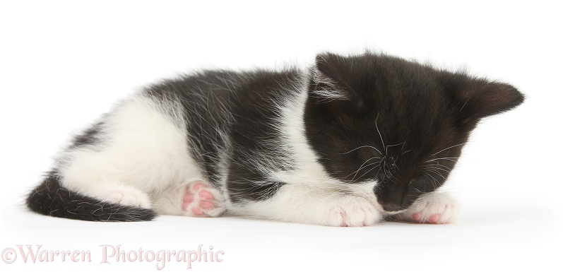 Black-and-white kitten asleep, white background