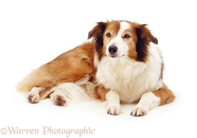 Elderly Sable Border Collie, Lark, 13 years old, lying with head up, white background