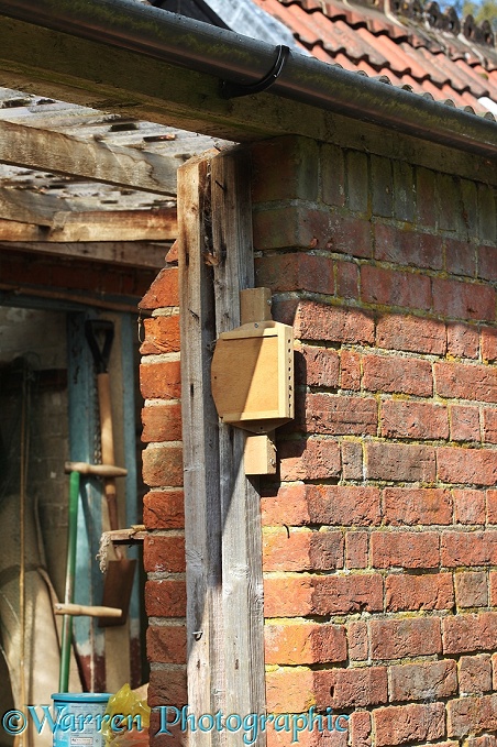 Bee box sited on south facing wall of garden shed to attract Red Mason Bees (Osmia rufa)