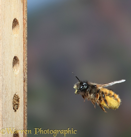 Red Mason Bee (Osmia rufa) female carrying pollen and nectar nectar to nest