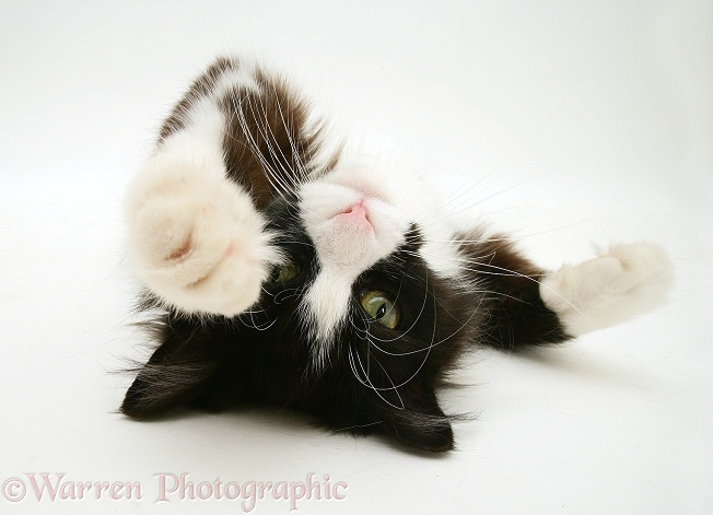 Black-and-white cat Flora, rolling in a playful manner, white background