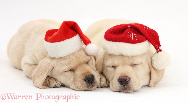 Sleeping Yellow Labrador Retriever pups, 8 weeks old, wearing Father Christmas hats, white background