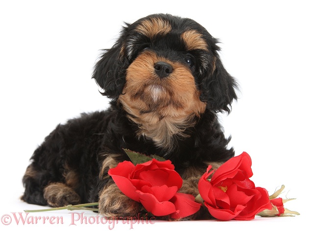 Cavapoo pup with red roses, white background
