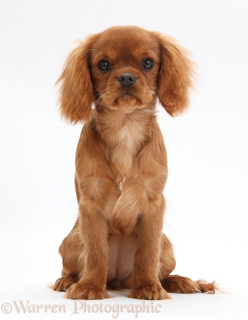 Ruby Cavalier King Charles Spaniel pup, Flame, 12 weeks old, white background