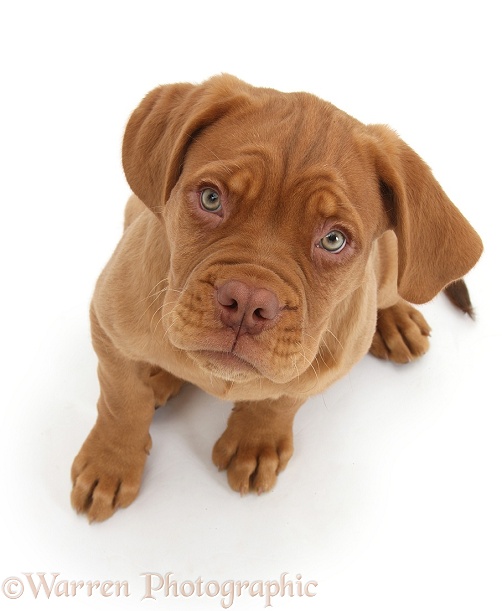 Dogue de Bordeaux puppy, Freya, 10 weeks old, sitting and looking up, white background