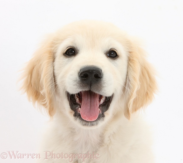 Golden Retriever dog pup, Oscar, 3 months old, white background
