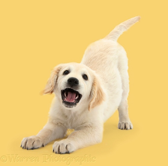 Golden Retriever dog pup, Oscar, 3 months old, in play-bow, white background