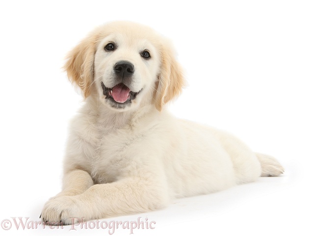Golden Retriever dog pup, Oscar, 3 months old, lying stretched out, white background