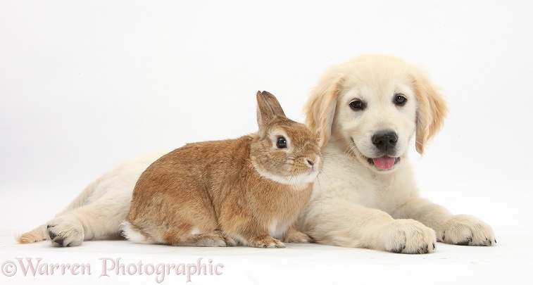 Netherland-cross rabbit, Peter, and Golden Retriever dog pup, Oscar, 3 months old, white background
