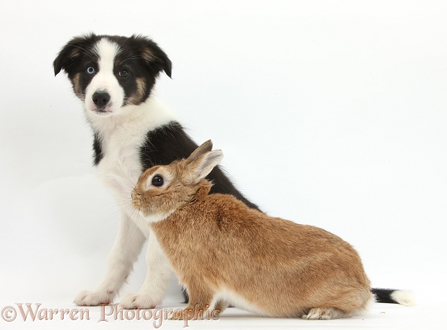 Odd-eyed Tricolour Border Collie pup, 10 weeks old, and Netherland-cross rabbit, Peter, white background