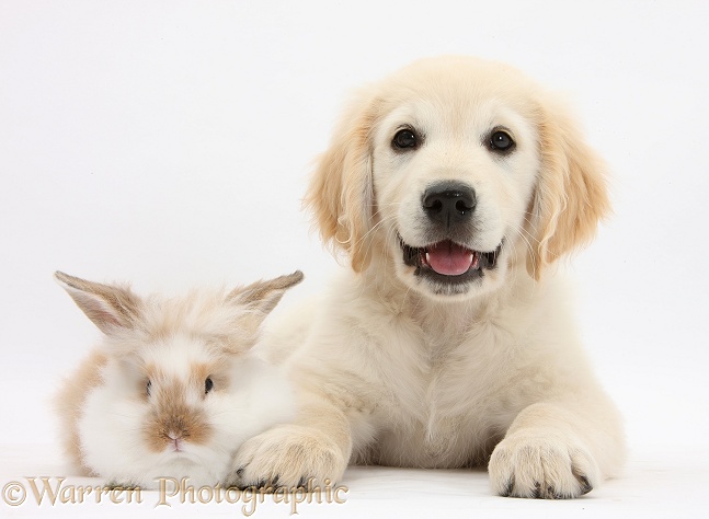 Golden Retriever dog pup, Oscar, 3 months old, and young fluffy rabbit, white background