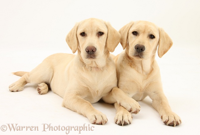 Yellow Labrador Retriever pups, 5 months old, white background
