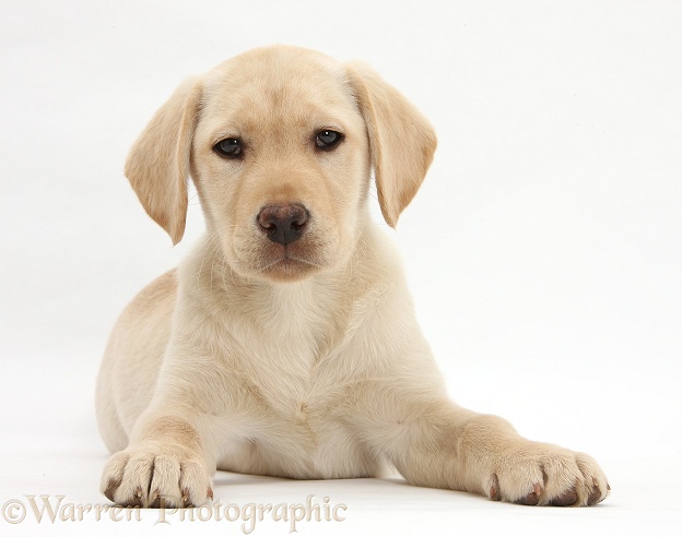 Yellow Labrador Retriever puppy, 10 weeks old, white background
