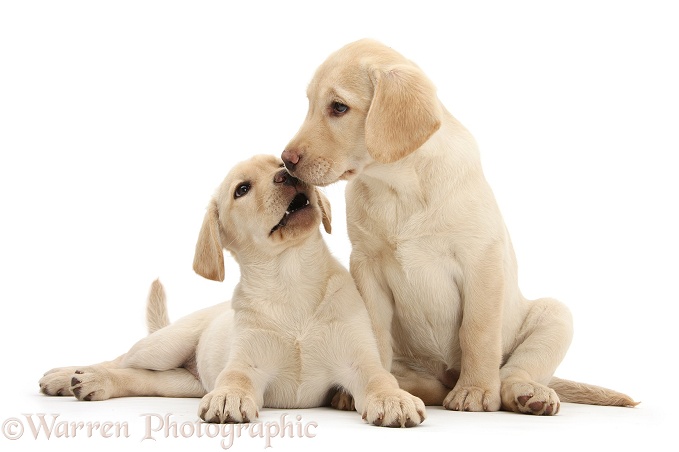 Yellow Labrador Retriever puppies, 10 weeks old, touching noses, white background