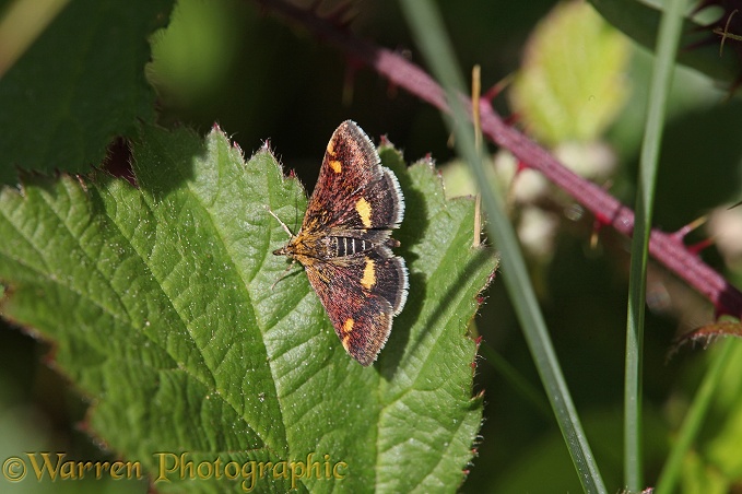 Purple and Gold Pyralid Moth (Pyrausta purpuralis)