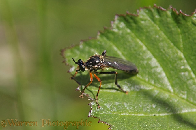 Robber Fly (Dioctria rufipes)