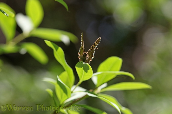 Speckled Wood Butterfly (Pararge aegeria) in a shaft of sunlight