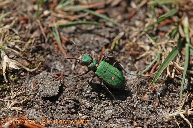 Green Tiger Beetle (Cicindela campestris)