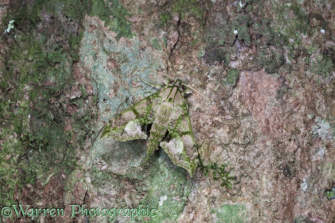 Rainforest hawkmoth (unidentified) camouflaged on tree trunk