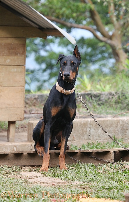 Doberman guard dog with clipped ears