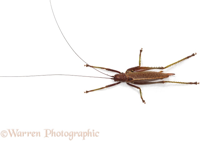 Bush Cricket or Katydid (Tettigoniidae), white background