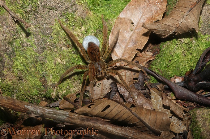 Wolf spider (unidentified) female with egg sac