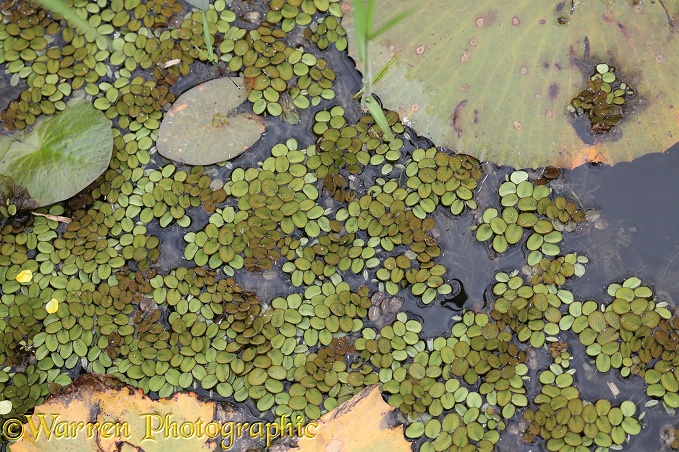 Water Fern (Salvinia minima)