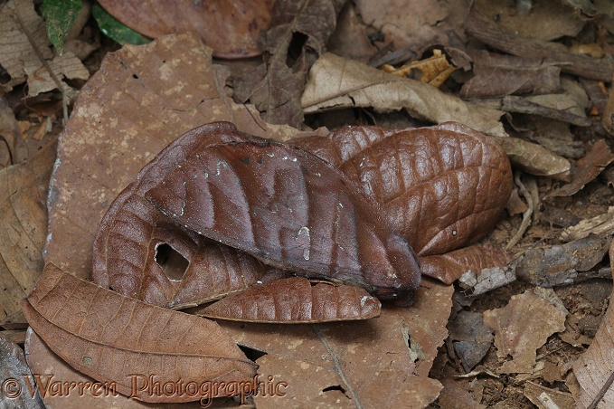 Rainforest moth (unidentified) camouflaged among dead leaves