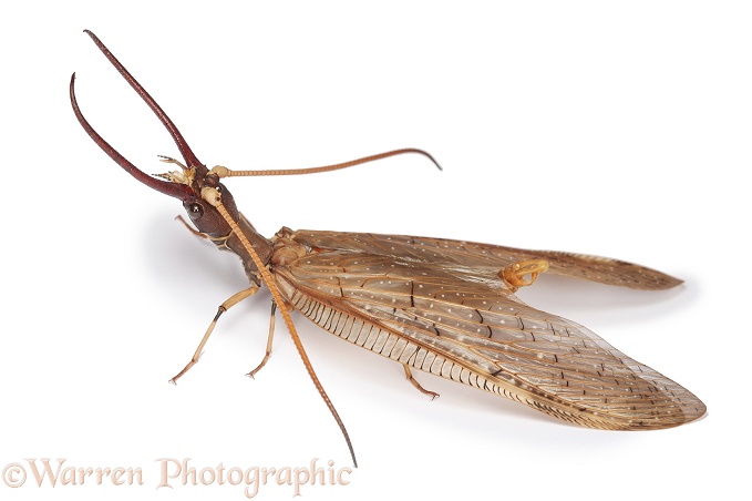 Dobsonfly (Corydalus luteus) male, white background