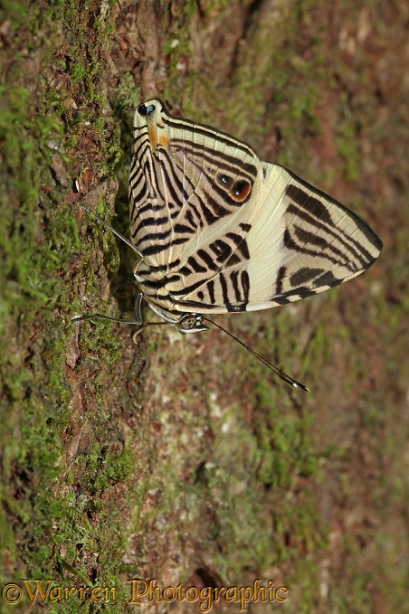 Butterfly (Colobura dirce) head down on tree trunk in rainforest