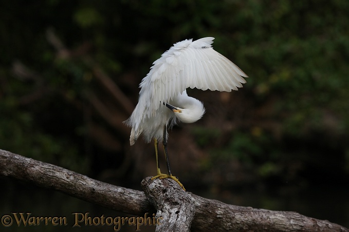 Snowy Egret (Egretta thula) preening