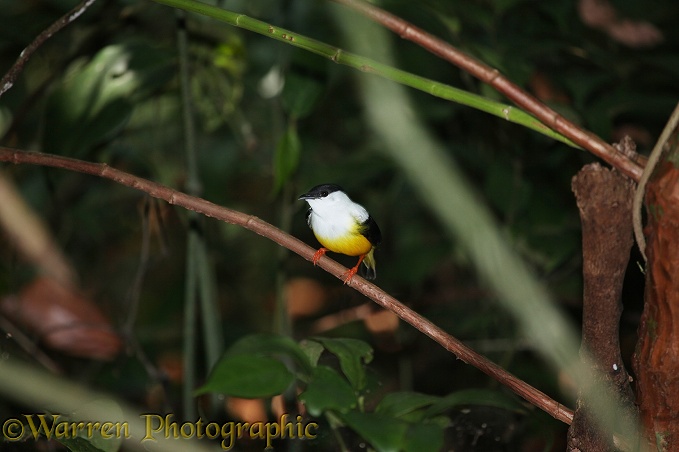 White-collared Manakin (Manacus candei)