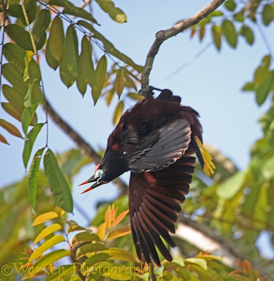Montezuma Oropendola (Psarocolius montezuma) male hanging from a branch in display