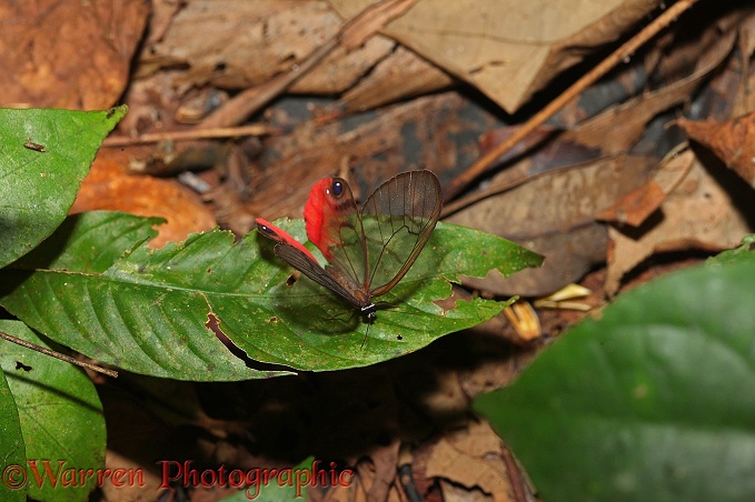 Pink-tipped Satyr Butterfly (Cithaerias pireta) pausing for a moment on the rain forest floor