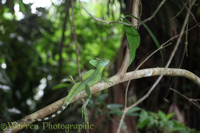 Green Basilisk (Basiliscus plumifrons) in rainforest