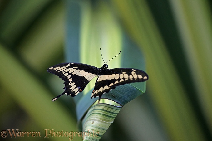 Thoas Swallowtail Butterfly (Papilio thoas)