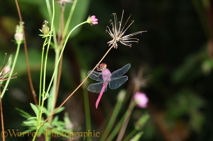 Dragonfly (unidentified) at Tortuguero, Costa Rica