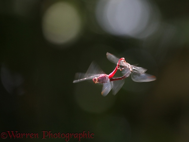 Dragonfly (unidentified) pair in flight at Tortuguero, Costa Rica
