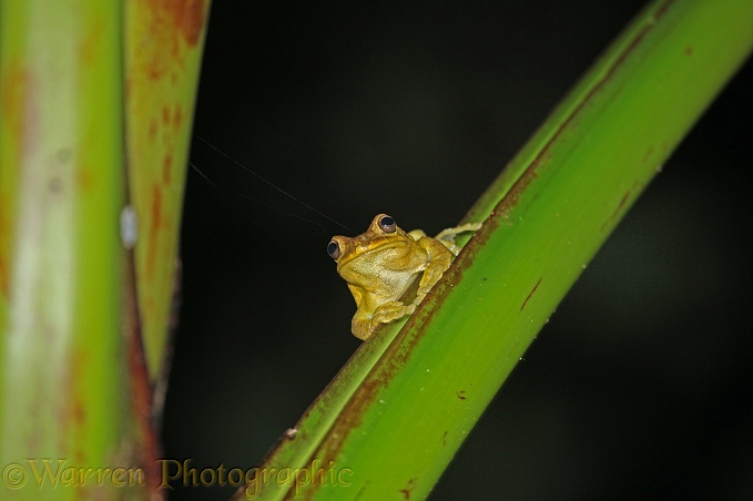 Tree frog (unidentified) at Tortuguero, Costa Rica