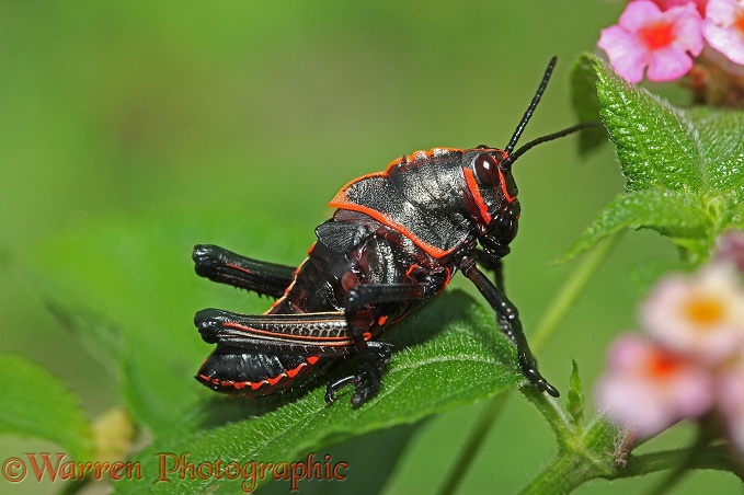 Lubber grasshopper (Romaleidae) nymph