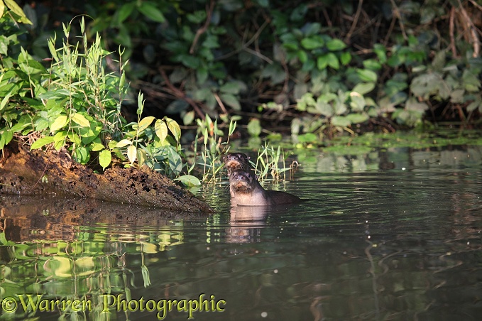 Southern River Otter (Lutra longicaudis)