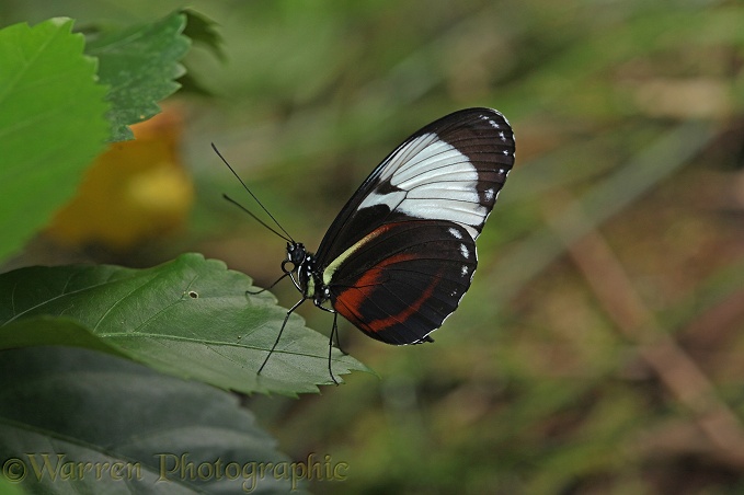 Heliconius Butterfly (Heliconius cydno)