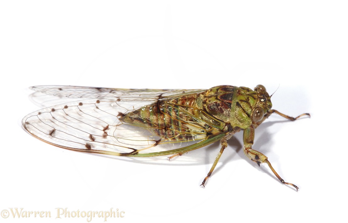 Cicada (Homoptera), white background