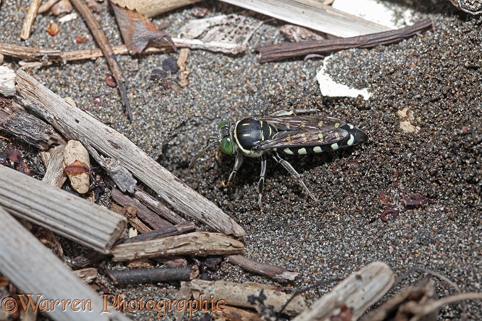 Digger wasp (unidentified) excavating its burrow in sand