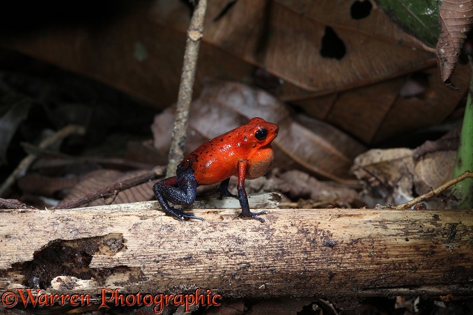 Strawberry Poison Dart Frog (Oophaga pumilio) male calling