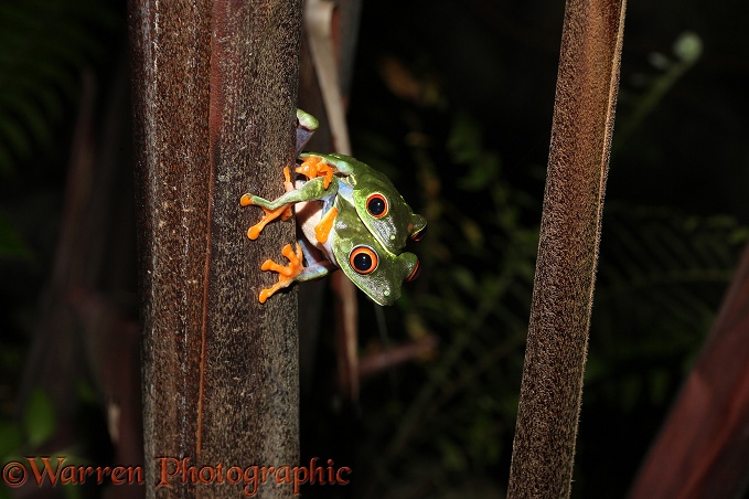 Red-eyed Tree Frog (Agalychnis callidryas) pair in amplexus