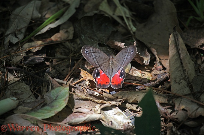 Satyr Butterfly (Pierella helvetia) basking in a shaft of sunlight on the forest floor