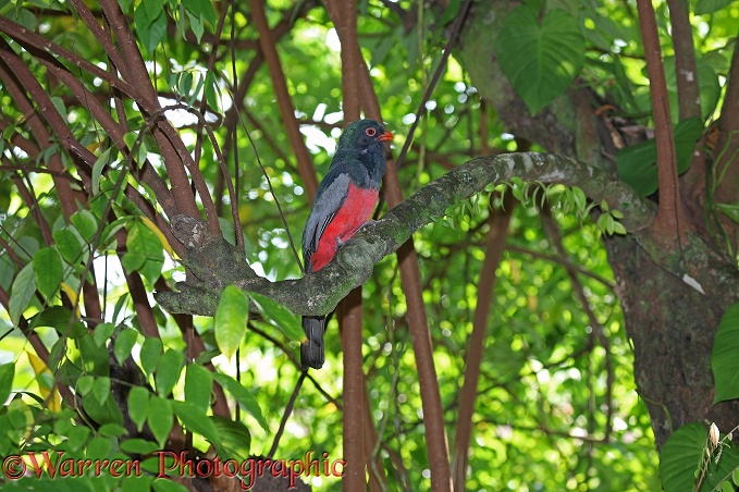 Slaty-tailed Trogon (Trogon massena)