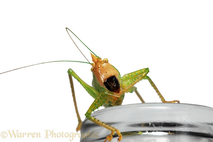 Predatory Katydid (Tettigoniidae) La Selva, Costa Rica, white background