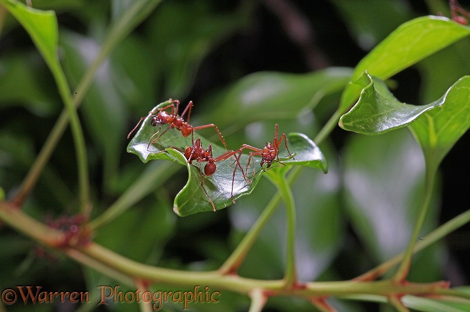 Leaf-cutting Ant (Atta cephalotes) workers cutting leaf sections. Monteverde, Costa Rica